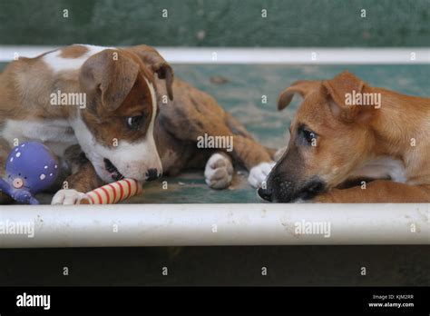 Two Puppies Playing In A Shelter For Abandoned Dogs Photo By Nikki