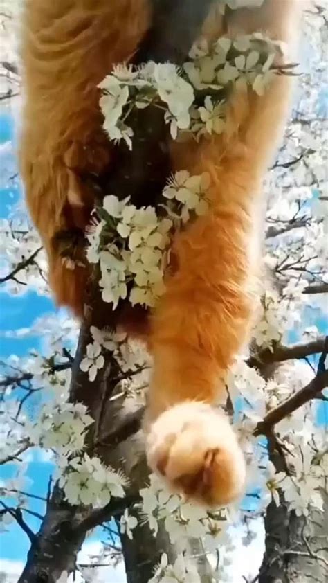 Пин от пользователя cat на доске Ваши пины | Смешные котята, Котята ...