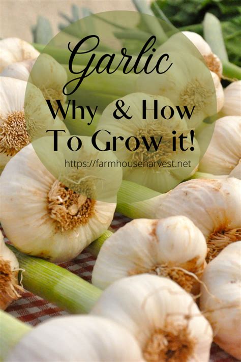 How To Grow Garlic At Home Garlic Benefits Artofit