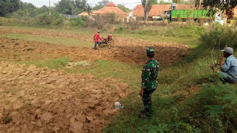 Gambar Dunia Tumbuh Tumbuhan Menanam Jagung Olah Tanah Gambar