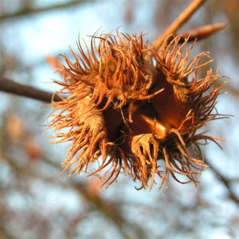 Rotbuche Baum Bucheckern Rinde grau Blatt grün Fagus sylvatica Galerie