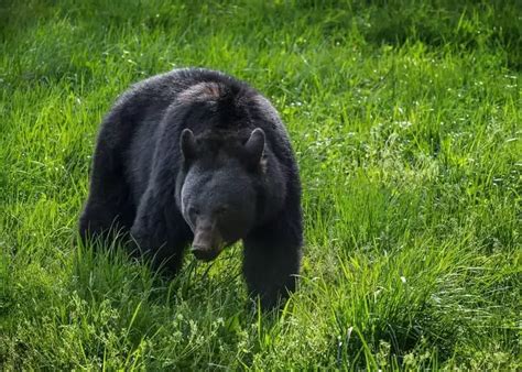 Top 4 Places To See Bears In The Smoky Mountains