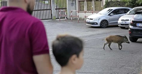 Wilde Zwijnen Teisteren Rome Kinderen Bij Speeltuin Aangevallen