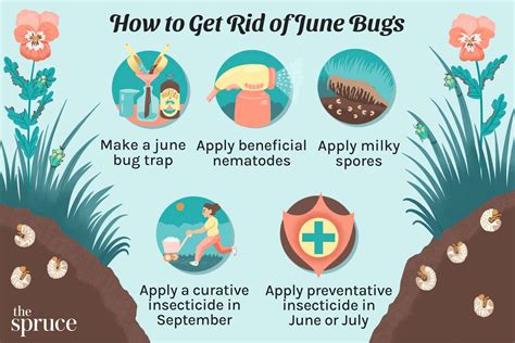 Green June Beetle Life Cycle