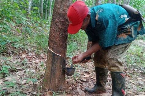 10 Daerah Penghasil Karet Terbesar Di Indonesia