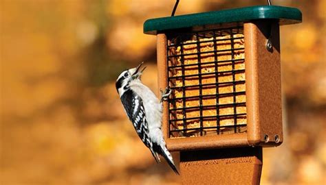 Hot Pepper SuperSuet Wild Birds Unlimited Wild Birds Unlimited