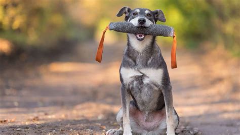 9 Most Clever Dog Breeds That Excel In Intelligence EN Pet YOLO