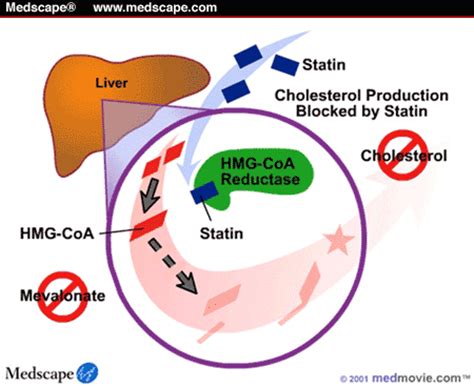 How Statins Work