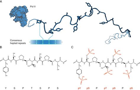 Structure And Phase Separation Of The C Terminal Domain Of Rna Polymerase Ii