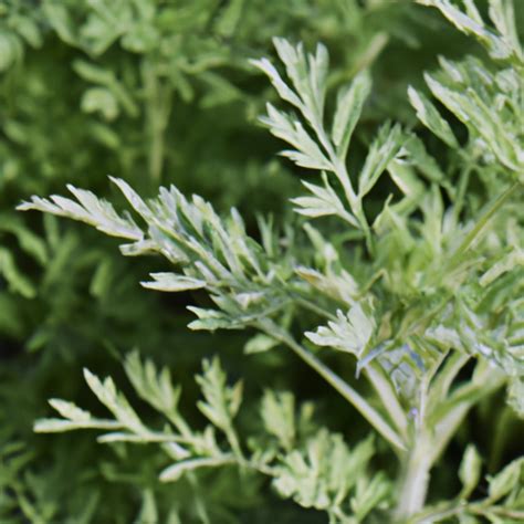 Découvrez les nombreux bienfaits de l Artemisia annua pour la santé