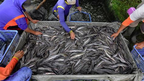 Ide Usaha Perikanan Ternak Ikan Lele Untuk Pemula Agar Berhasil Panen