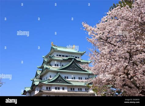 Tower of Nagoya Castle and cherry blossoms Stock Photo - Alamy