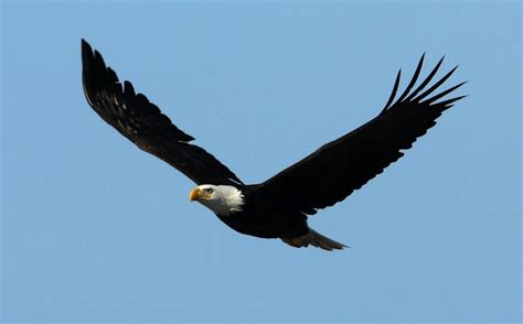 Best Spots To See Bald Eagles In Upstate Ny During The Winter