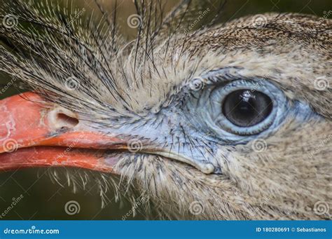 Red Legged Seriema Cariama Cristata Royalty Free Stock Photography