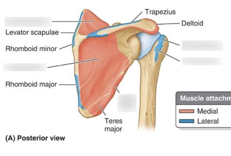 Posterior View Of Rotator Cuff Attachments Diagram Quizlet