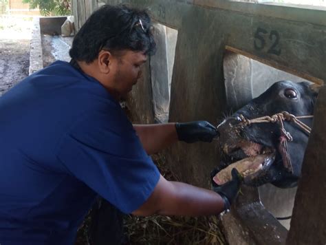 Merebaknya Kasus Penyakit Mulut Dan Kuku Pmk Di Garut Ini Yang