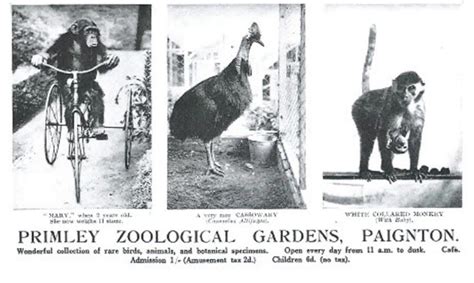 100 Years of Paignton Zoo – Mostly Media