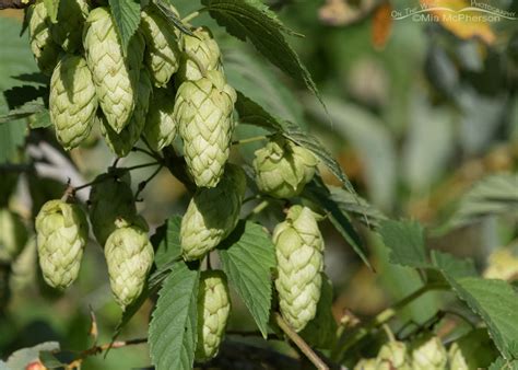 Common Hops In The Wasatch Mountains Mia McPherson S On The Wing