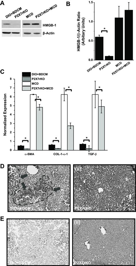 A Western Blot Analysis Of High Motility Group Box Protein HMGB 1