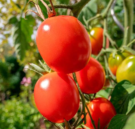 Tomate De Berao Semis Plantation Entretien Et R Colte