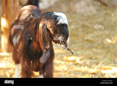 Goat In Farm Stock Photo Alamy