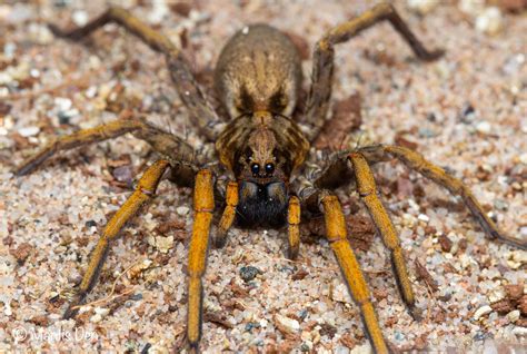 Hogna Maderiana Madeira Wolf Spider Mantis Den