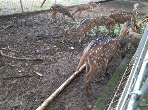 Herd Of Deer In Captivity Stock Image Image Of Captivity