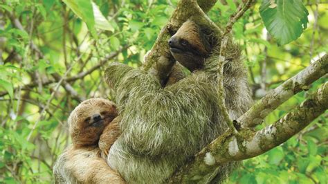 Jungle Life Costa Rica Rainforest Tours Bitzu Dome