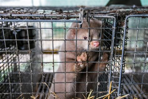 All Mink Fur Farms To Shut In The Netherlands Due To Covid 19 Outbreaks