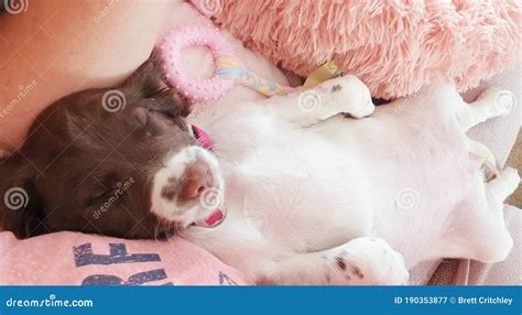 Le Chien Qui Dort Sur Le Lit Rose Image Stock Image Du Pattes Bâti