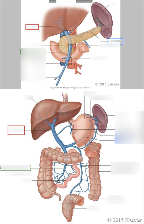 Venous Drainage Of Abdomen Ii Diagram Quizlet