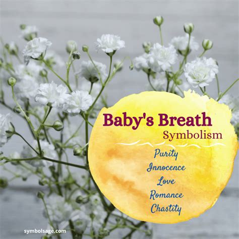 Baby’s Breath – Meaning and Symbolism - Symbol Sage