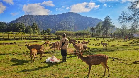 Yuk Liburan Seru Di Bobocabin Dengan Agenda Ranca Upas Berikut