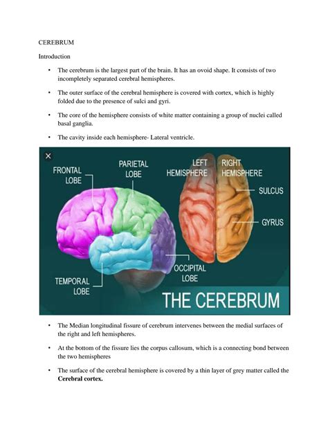 Solution Cerebrum Studypool