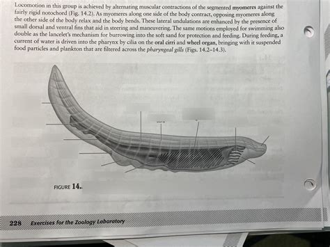 Anatomy Of Lancelet Diagram Quizlet