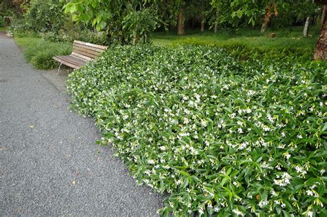 Toscaanse Jasmijn Trachelospermum Jasminoides Cm Puur Van T Veld