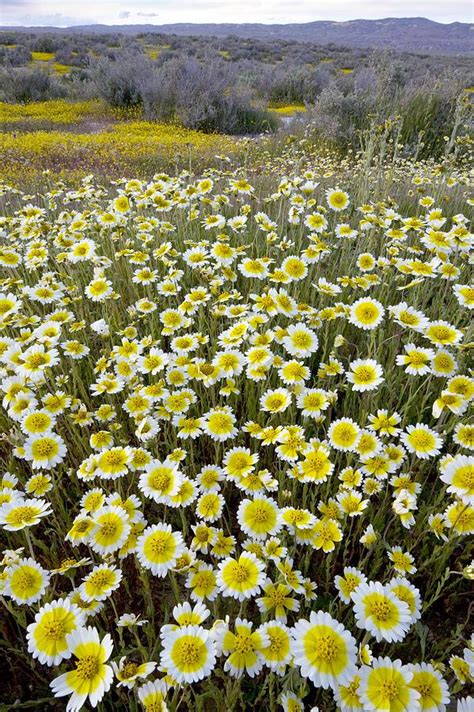 Tidy Tips Flower