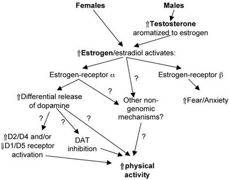 Hypothesized Schematic Of The Regulation Of Physical Activity By Sex Download Scientific