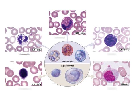 Blood Cells Diagram Quizlet