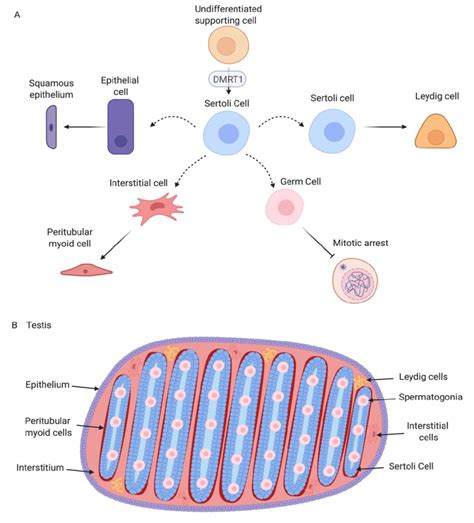 Testicular Differentiation In The Chicken Embryo A The First Cells