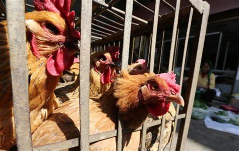 Japan Culls Chicken After Confirming Bird Flu Outbreak