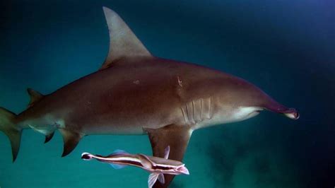 The Sharks in Florida | Meet the Sharks | Florida Shark Diving