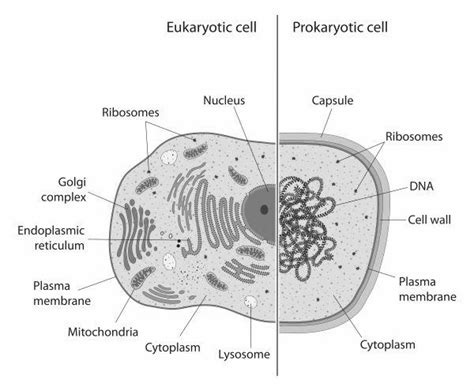 A Brief Study On The Eukaryotic Cell Structure