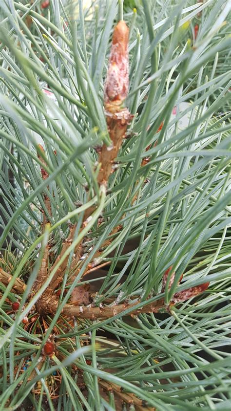 Pinus Sylvestris Chantry Blue 3 4 Litre Stewarts Garden Centre