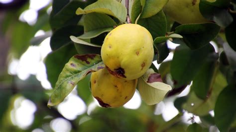 Guayaba Beneficios Y C Mo Cultivar Un Rbol En Casa Architectural Digest