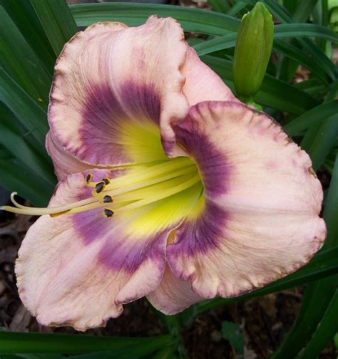 Daylily Hemerocallis Veiled Promise Morss Daylilies