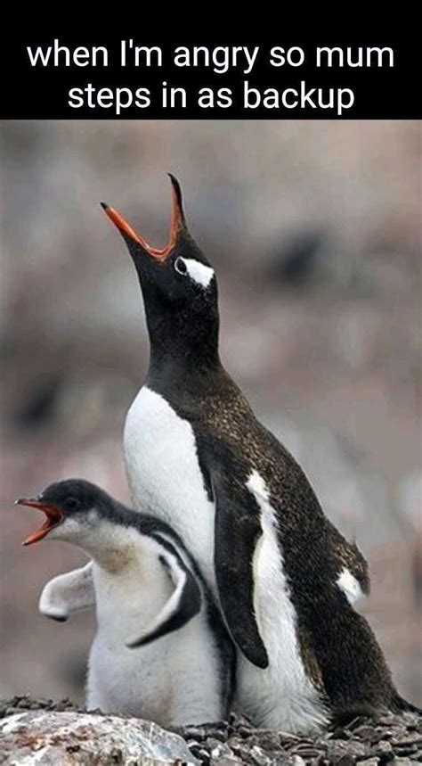 Angry Penguin Meme Discover more interesting Angry, Angry Penguin, Bird ...