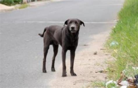 Envenenan Varios Perros En La Uasd Diario Libre