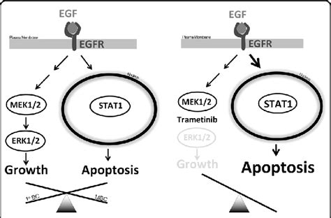 Schematic Representation Of Biased EGFR Signaling Left Side In