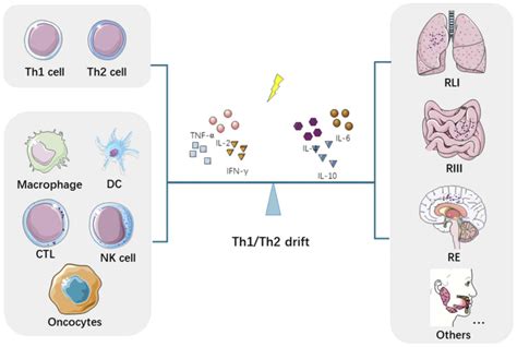 Immunological Modulation Of The Th1 Th2 Shift By Ionizing Radiation In